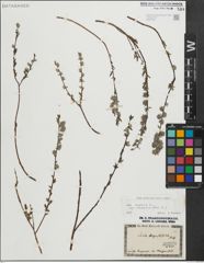 Foto von Salix repens subsp. rosmarinifolia (L.) Andersson